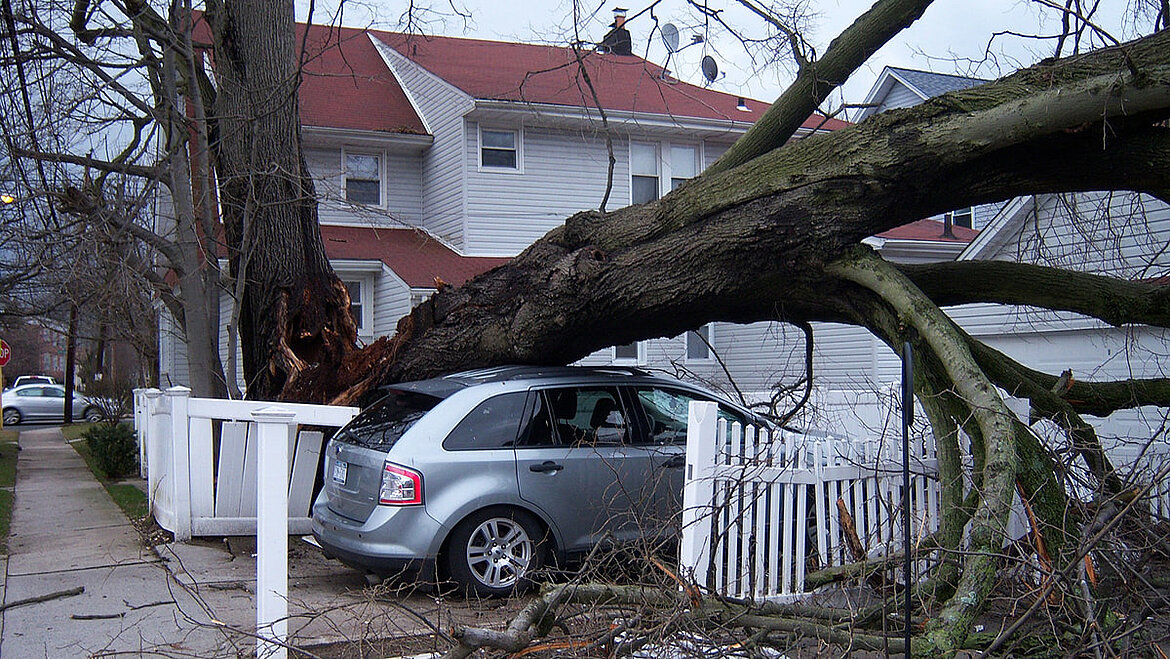 Fallen Tree Fallen Tree | insights by LAMILUX
