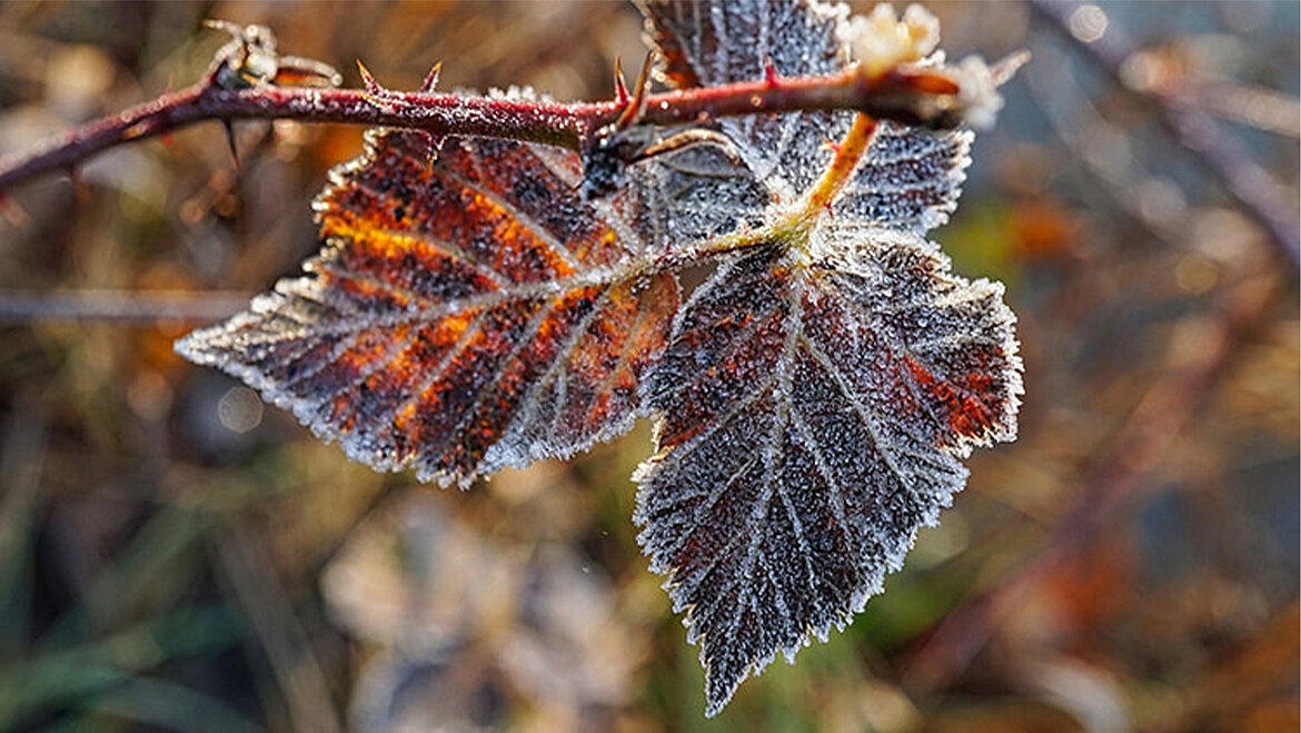 Hoarfrost on leaves Hoarfrost on leaves | insights by LAMILUX