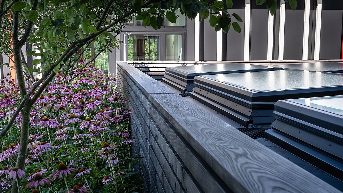 Glass roofs on a green flat roof with trees and purple flowering plants in the foreground