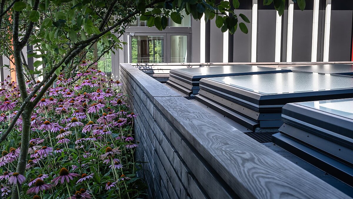 Glass roofs on a green flat roof with trees and purple flowering plants in the foreground