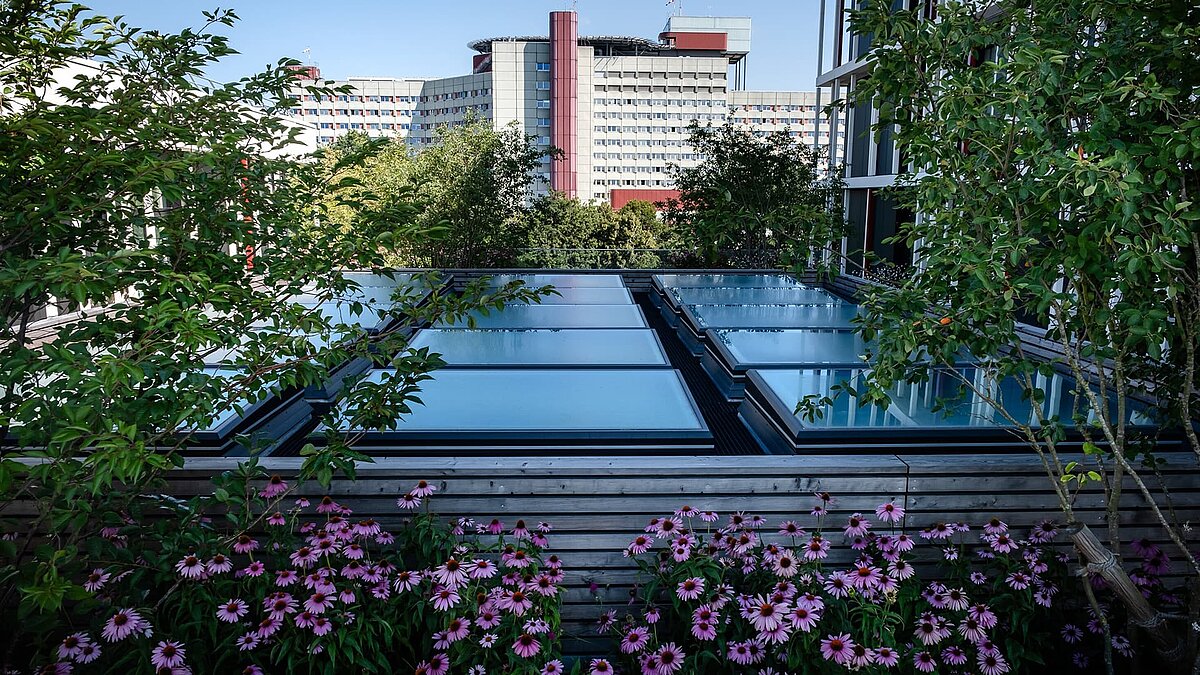 Flat roof with skylights, surrounded by green trees and plants in the foreground