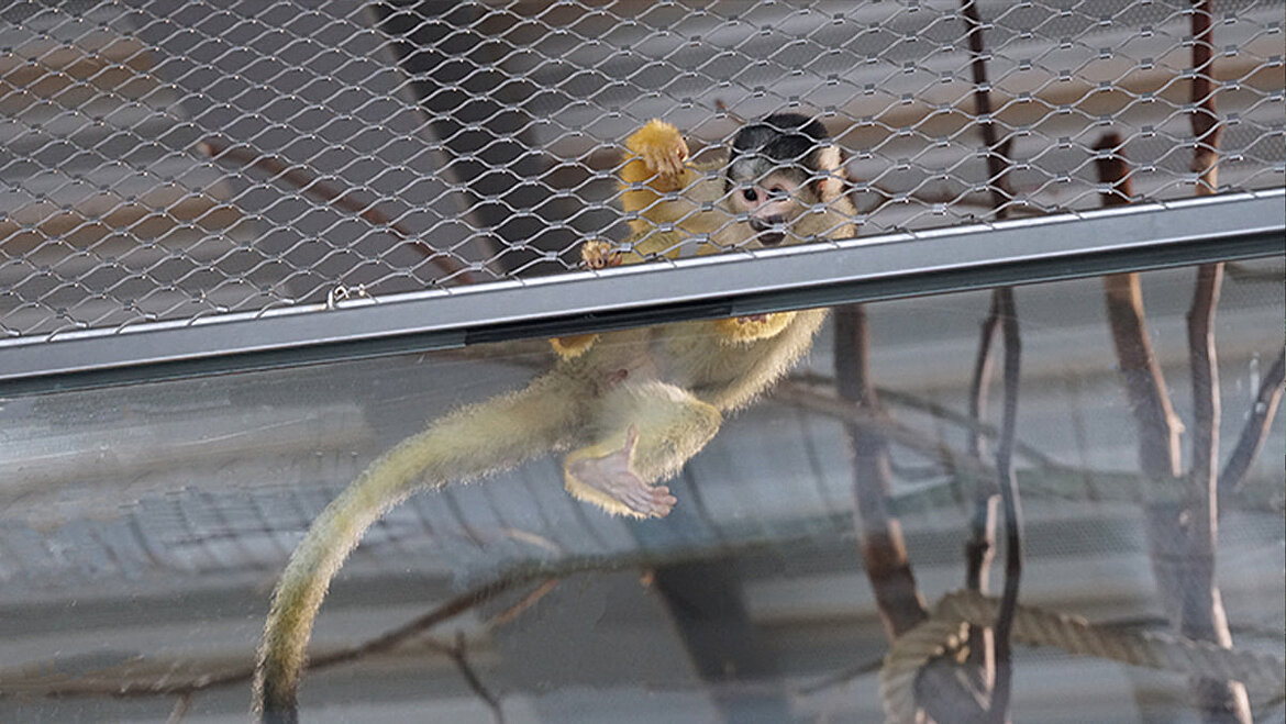 Squirrel monkeys at Neuwied Zoo Squirrel monkeys at Neuwied Zoo | insights by LAMILUX