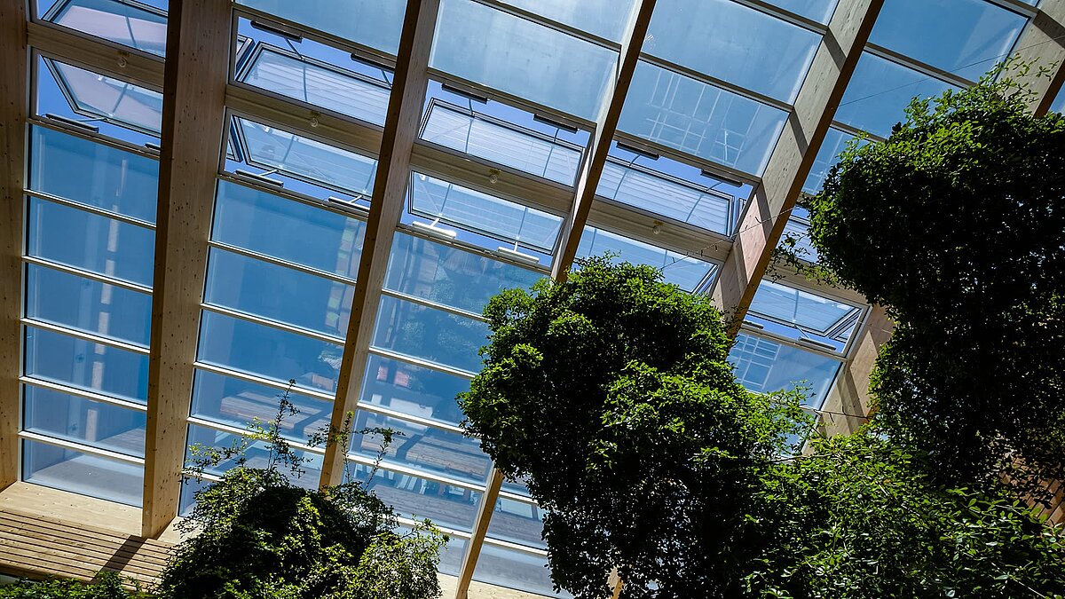 Glass roof with wooden frame and lush greenery at the Byodo organic food store in Mühldorf.