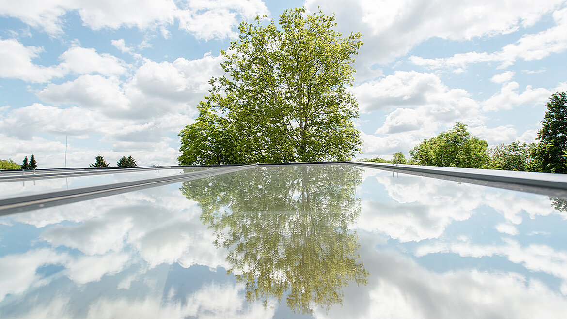 Trees behind Glass Skylights