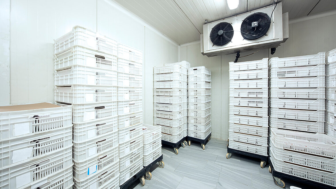 Cold room with GRP Cold room with crates and GRP wall cladding