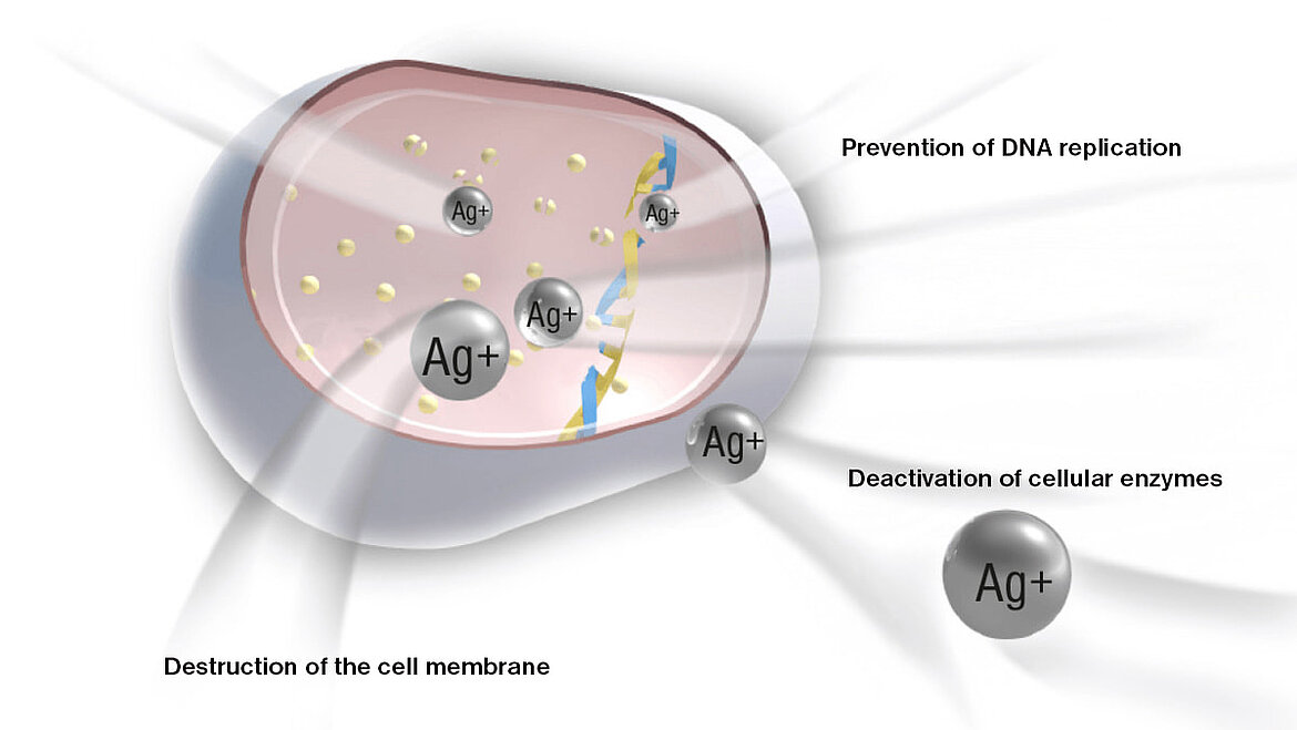 Triple effect of silver Ions on bacteria Effect of microsilver on bacteria | insights by LAMILUX