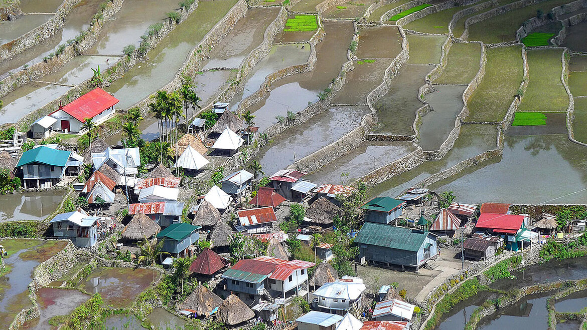 Rice field Rice field | insights by LAMILUX