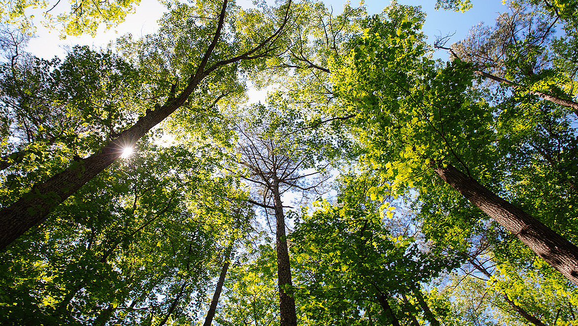 Trees Trees | insights by LAMILUX