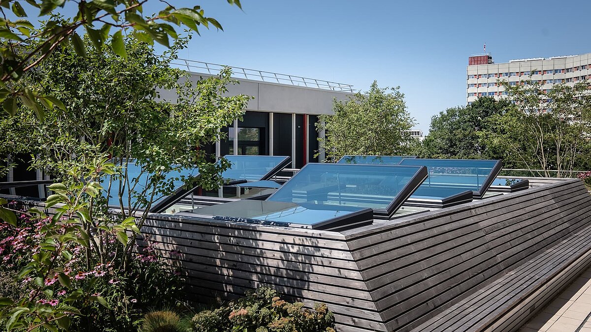 Glass roofs on a green flat roof with plants and trees in the foreground