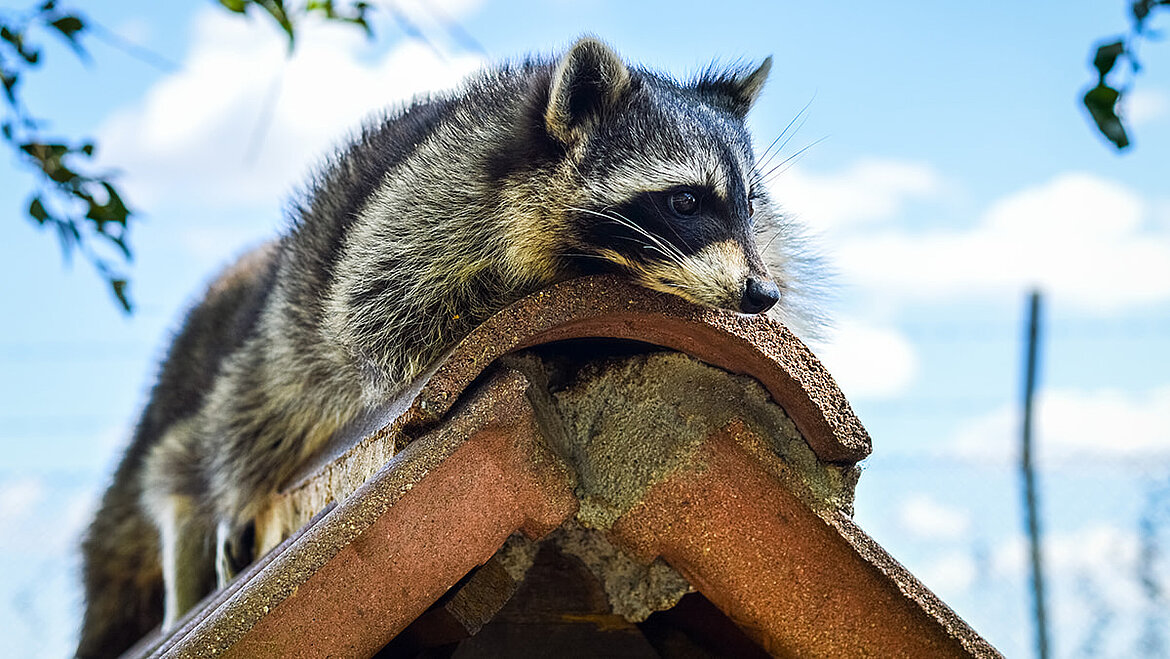 Pests such as raccoons must be dealt with professionally when renovating a roof Raccoon on pitched roof during roof renovation | insights by LAMILUX